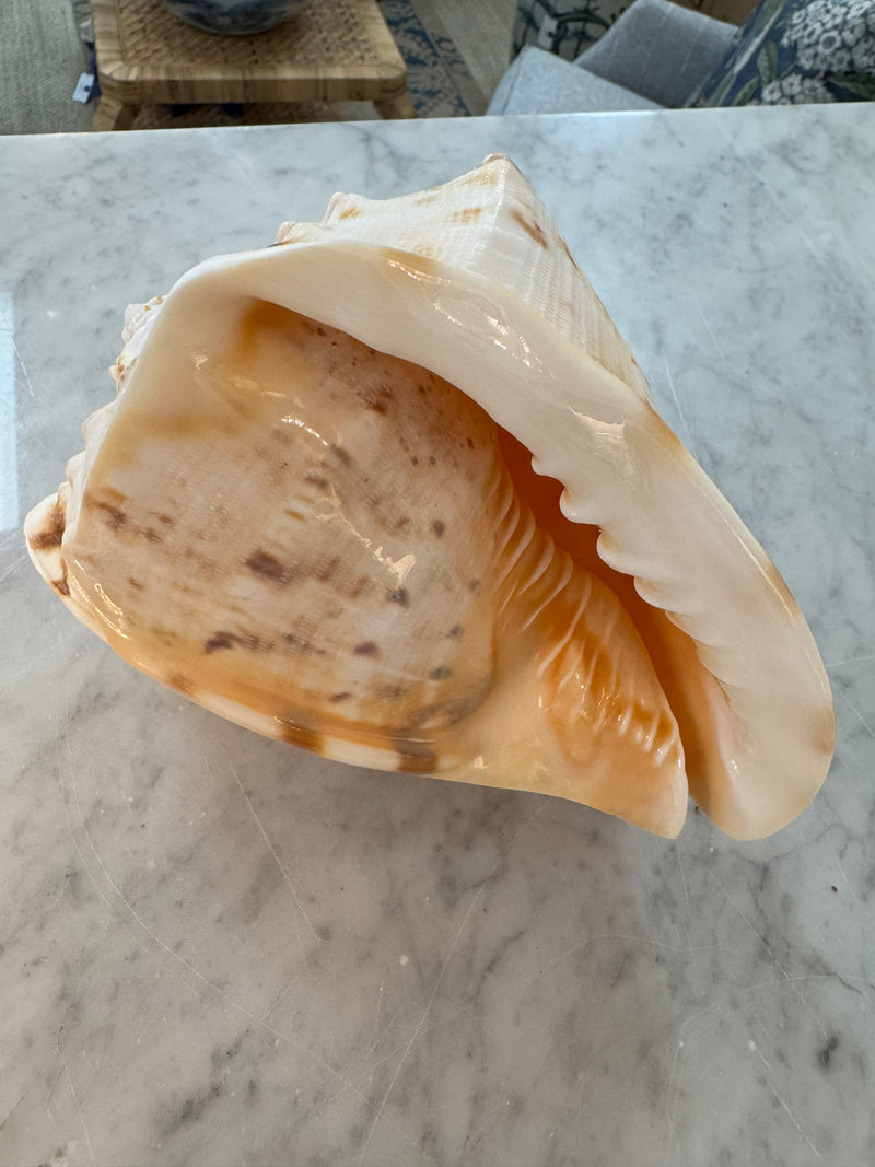 Helmet Cassis Cornuta Shell