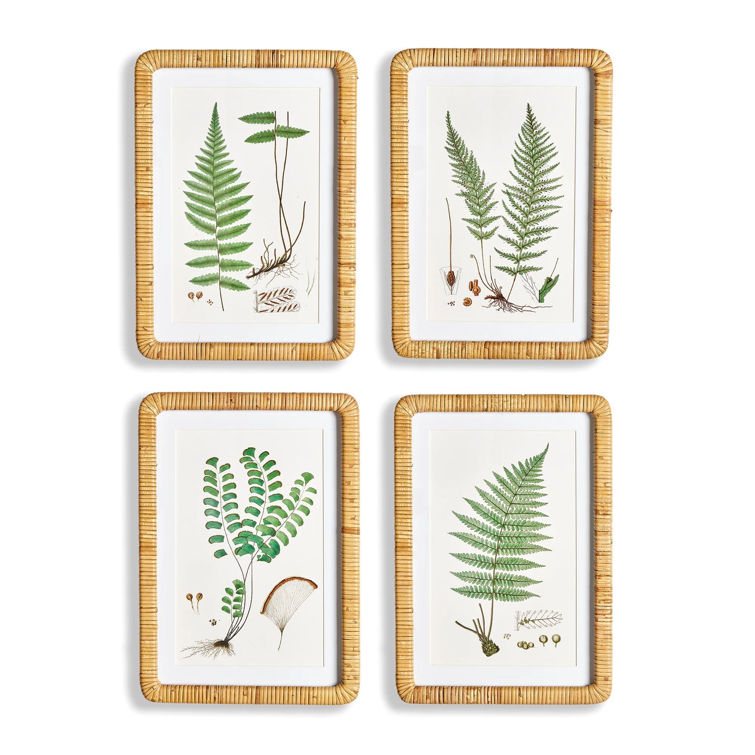 Forest Fern Prints