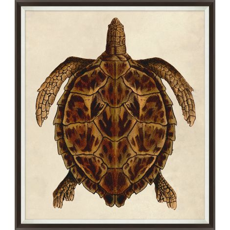 Large Sea Turtle 2