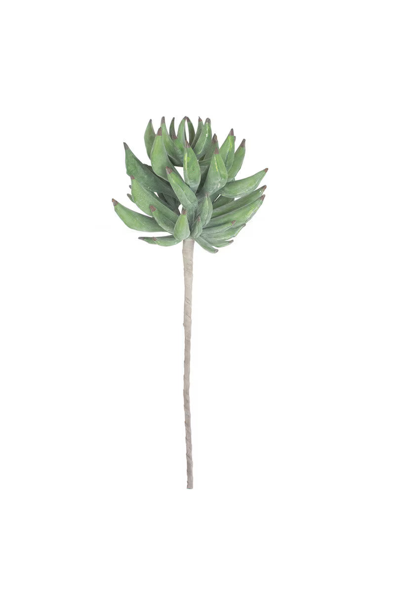 Botanica #2859