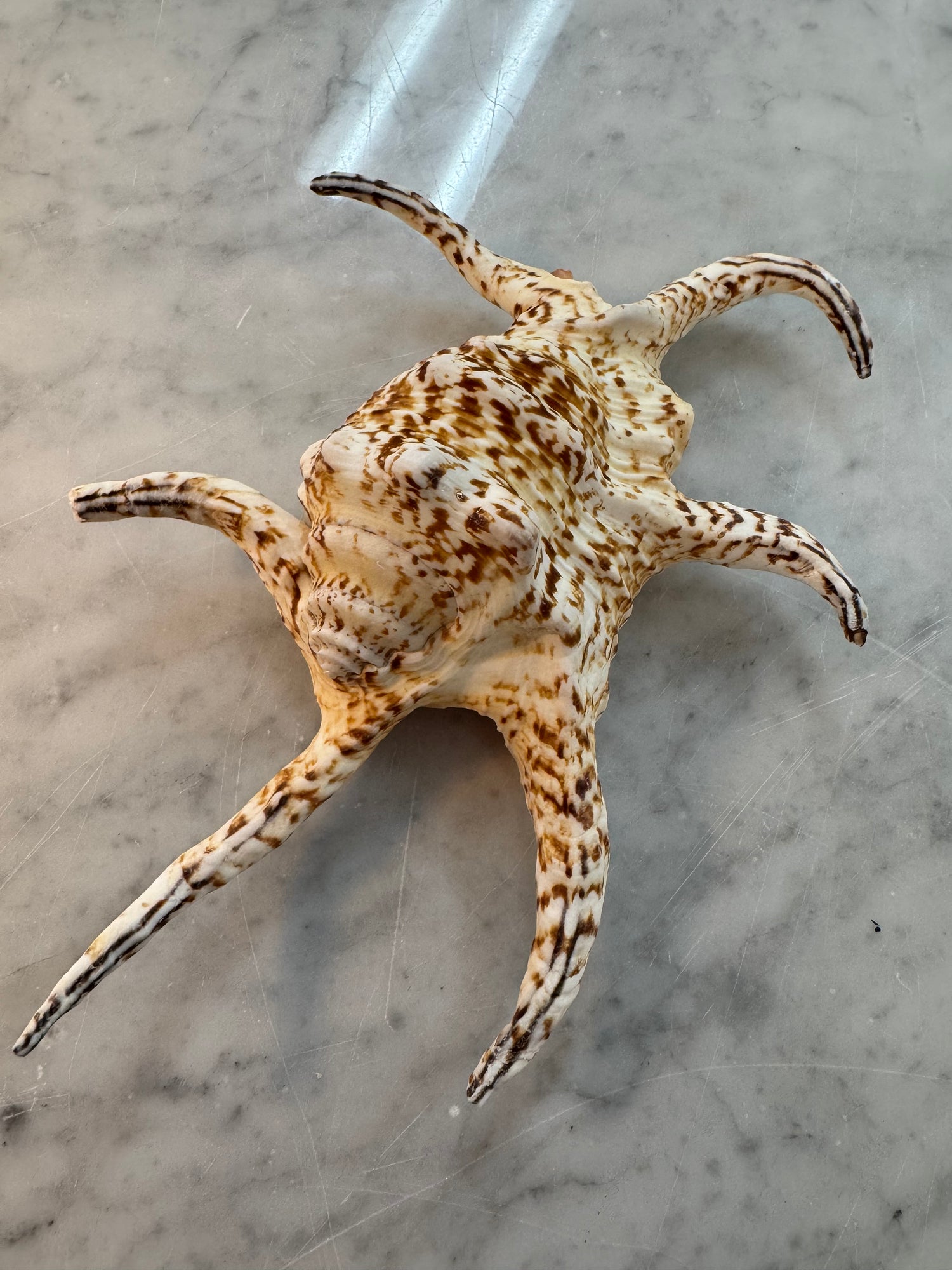 Lambis Chiragra Shell