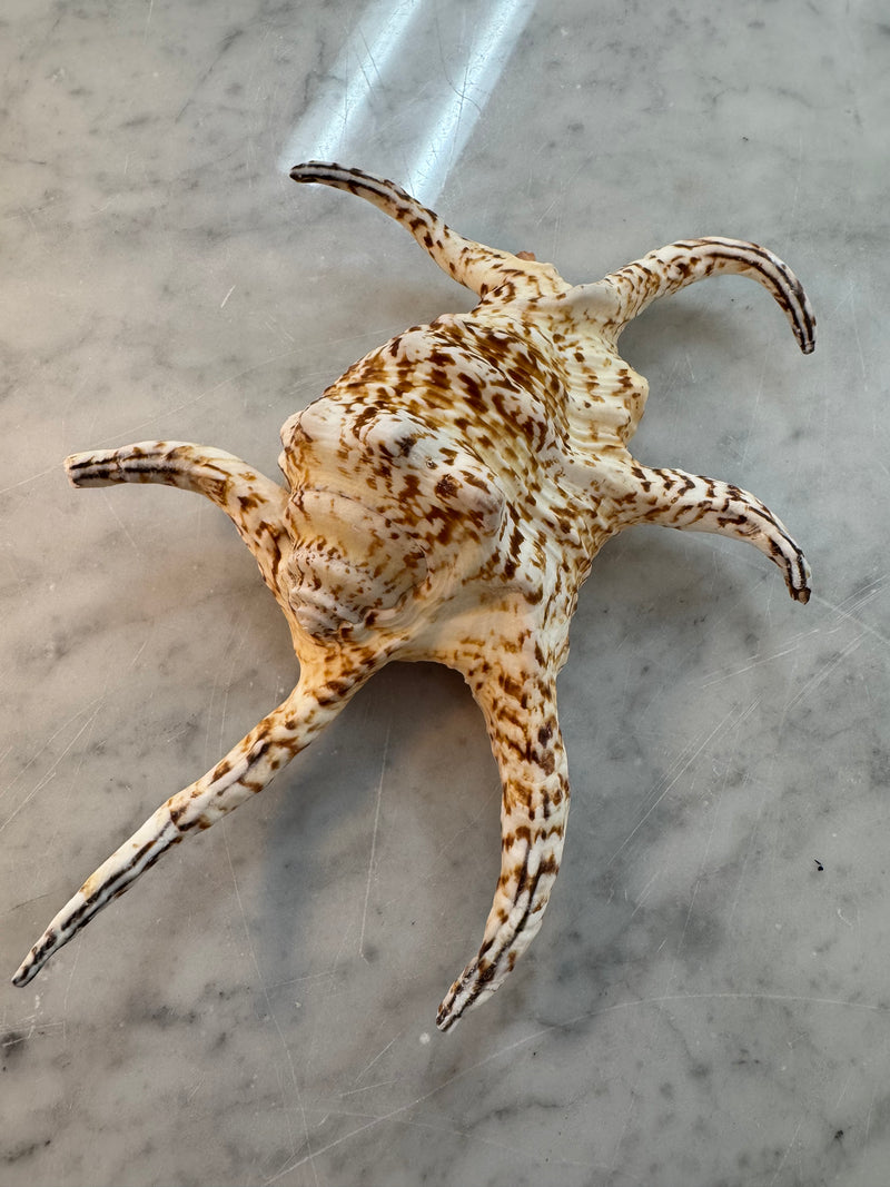 Lambis Chiragra Shell