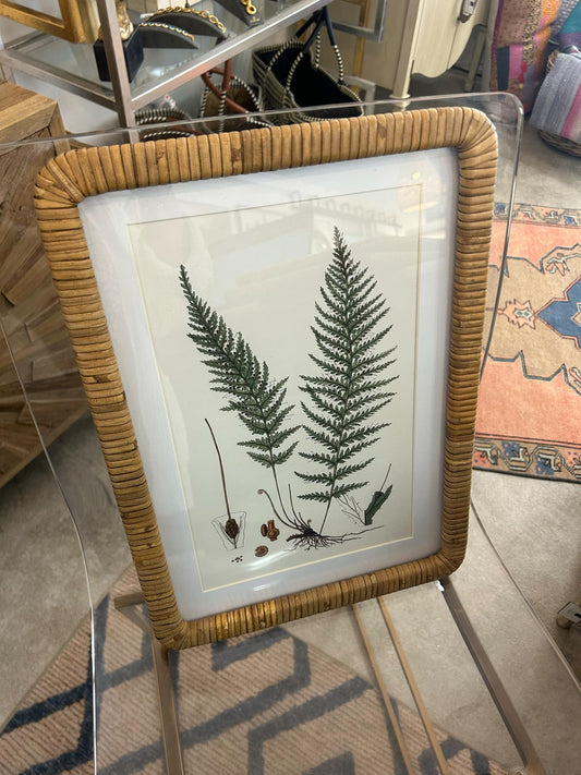 Forest Fern Prints