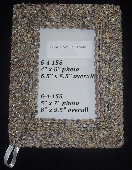 Black Nassa