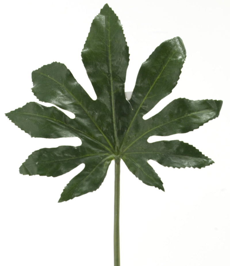 Aralia Stems