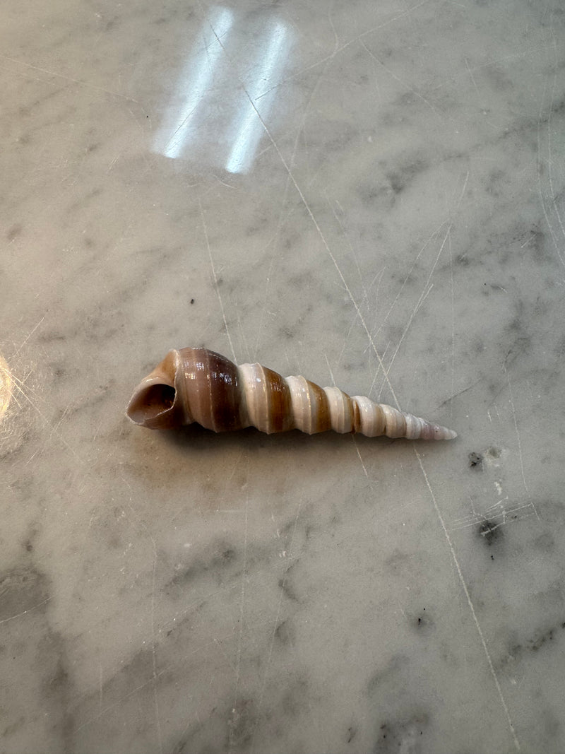 Turritella 3”