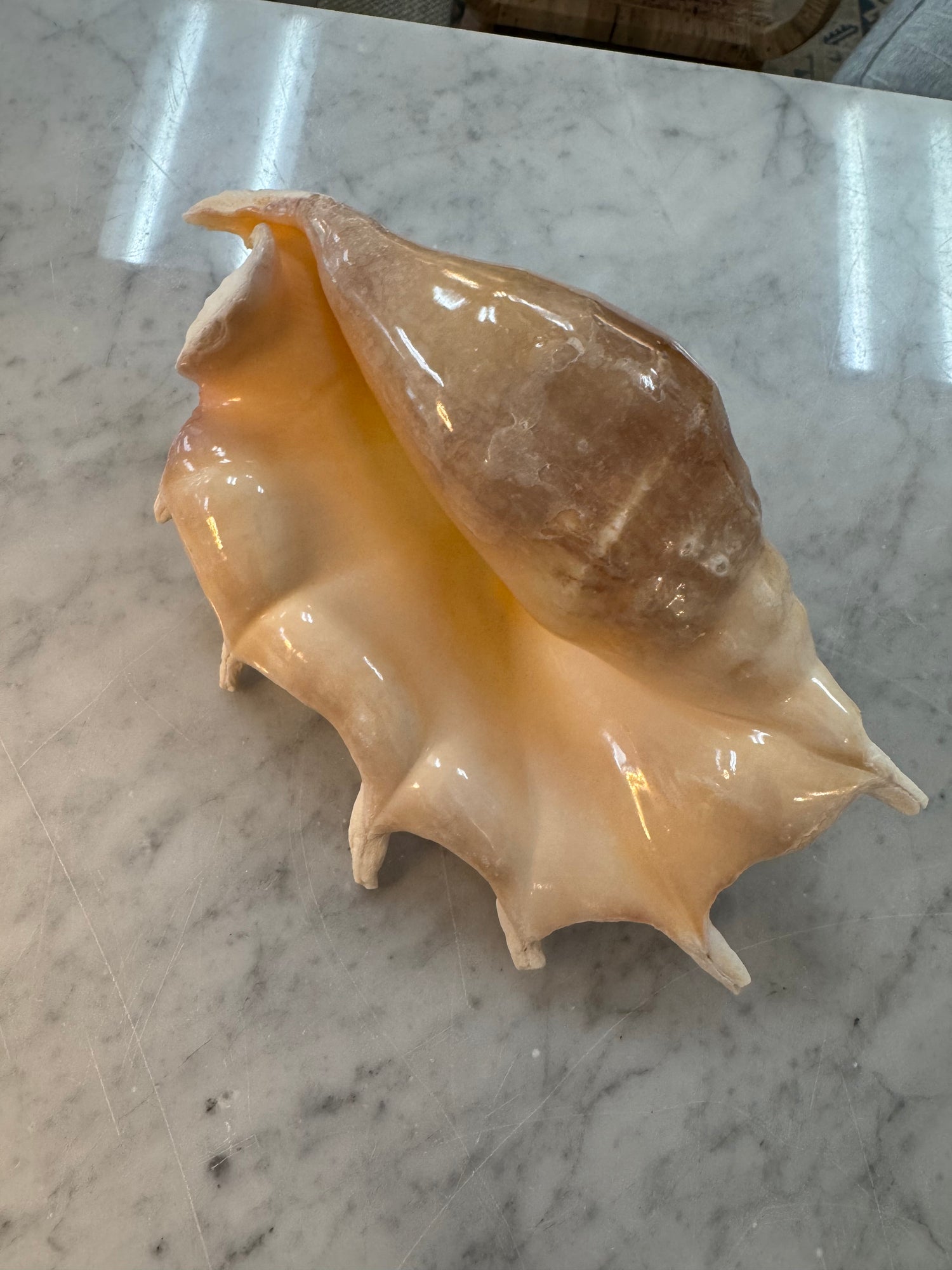Lambis Truncata Shell