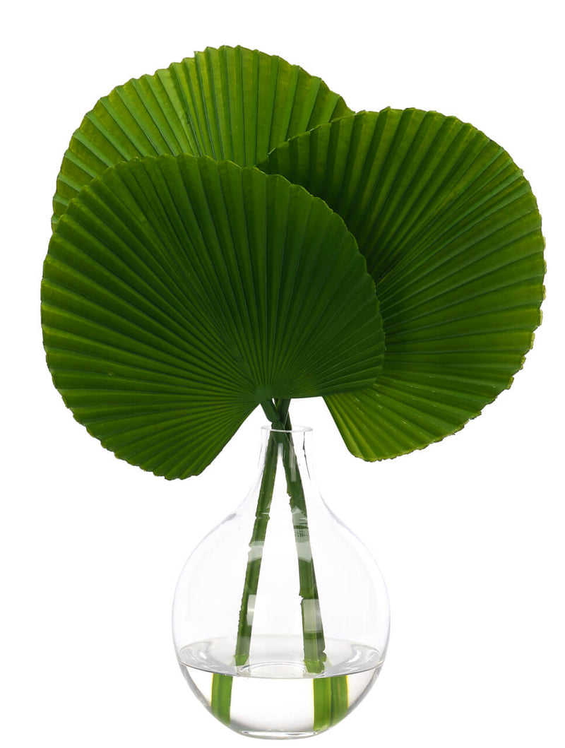 Palm Fan Foliage