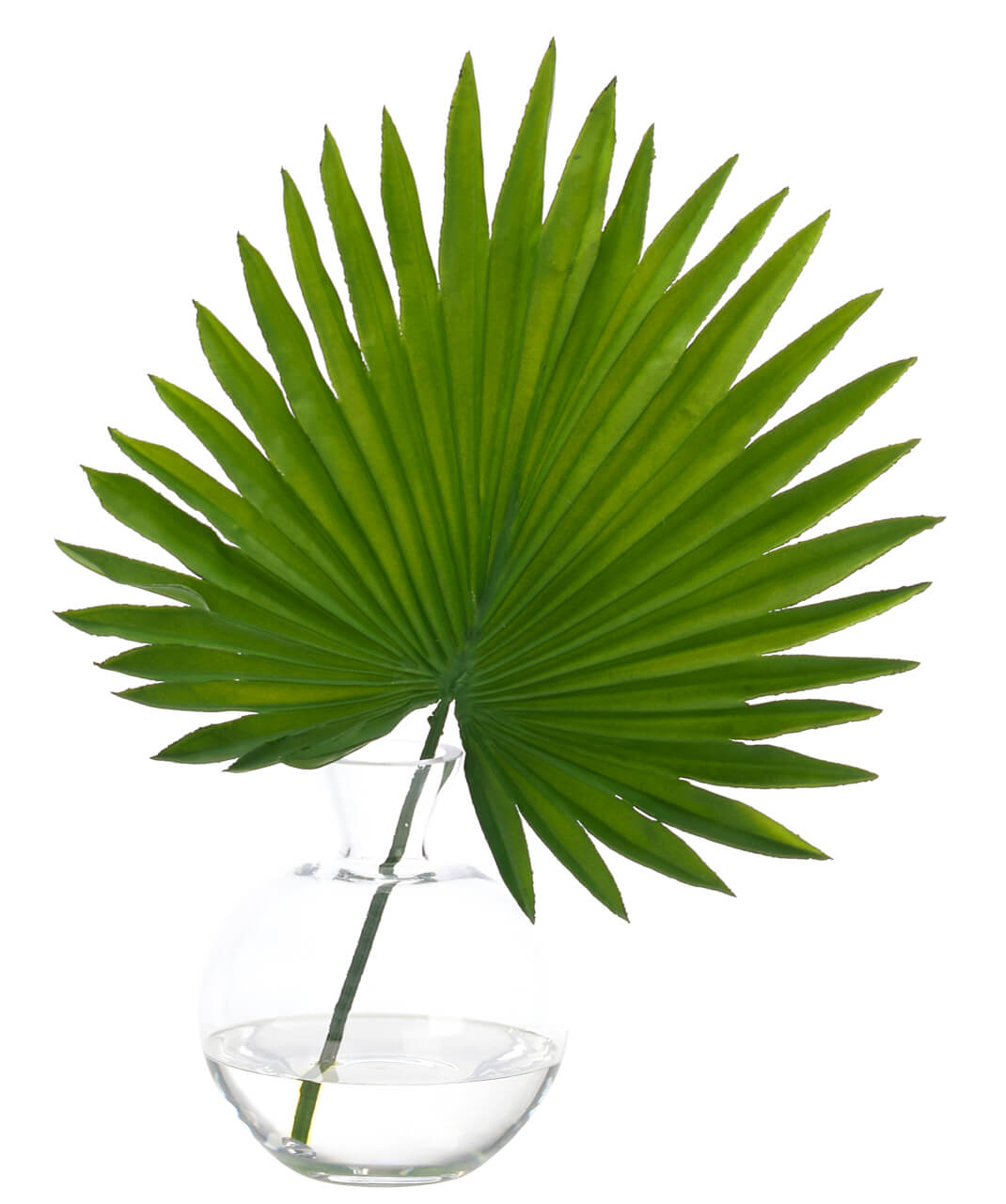 Fan Palm Leaf
