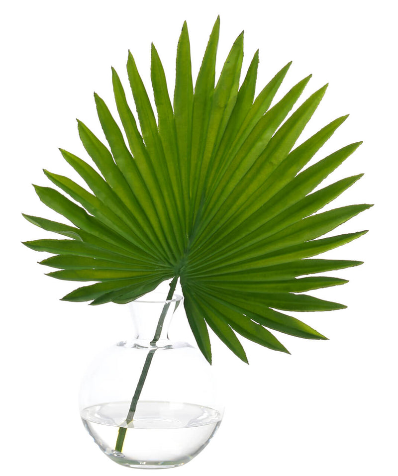 Fan Palm Leaf
