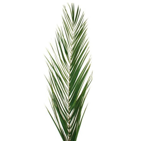 Phoenix Date Palm Frond