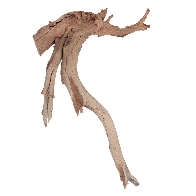 Ghostwood Manzanita 18"