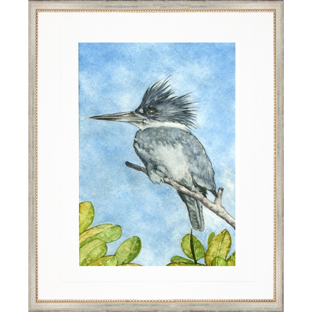 Kingfisher Collection