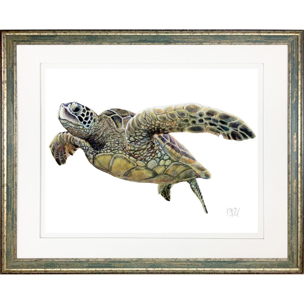 Loggerhead