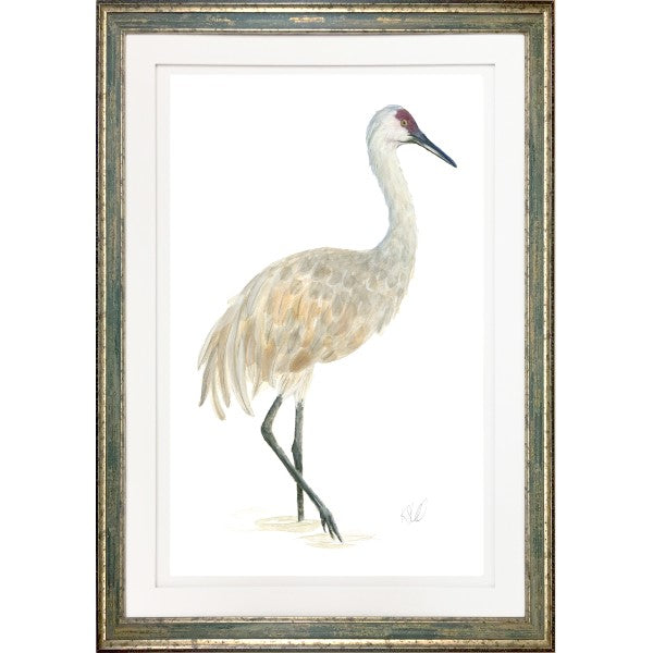 SANDHILL CRANE