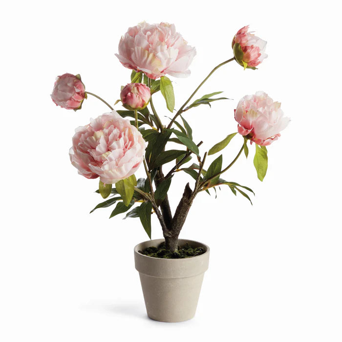 PEONY POTTED DROP-IN 18"