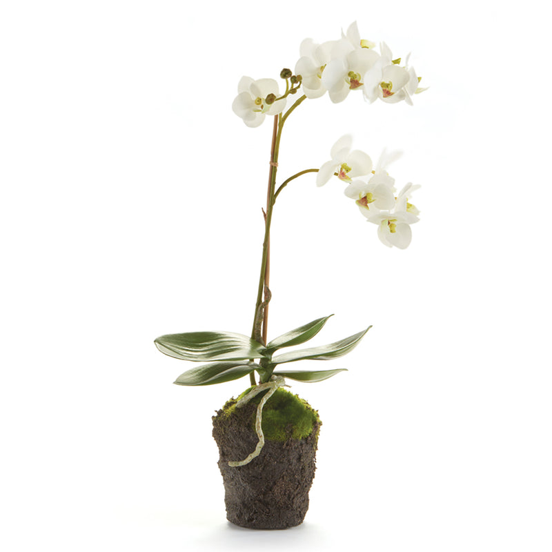 PHALAENOPSIS  Orchid Drop-In 17"