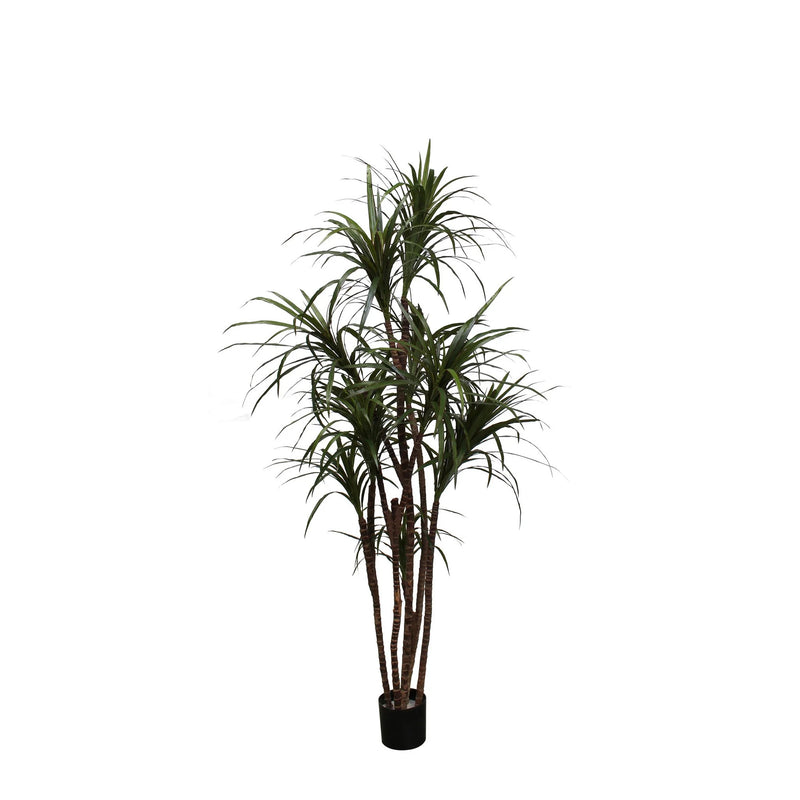 Unpotted Dracaena