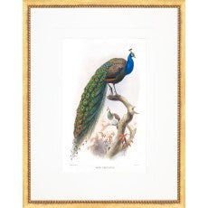 Peacock 1