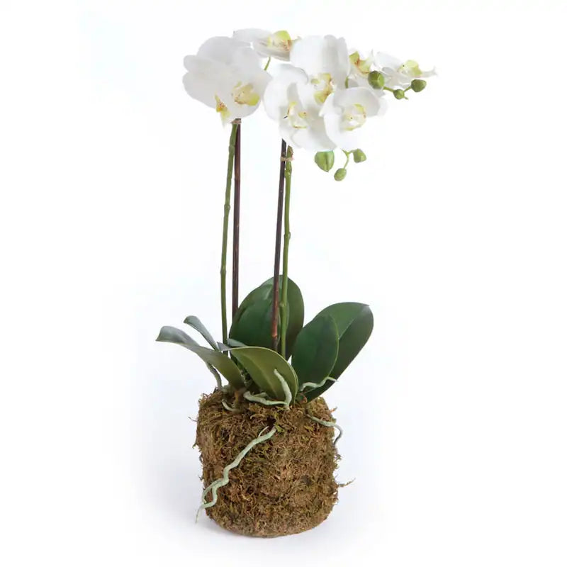 23" PHALAENOPSIS DROP-IN
