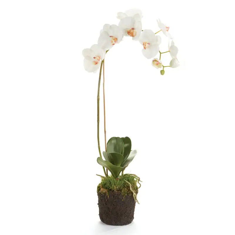 PHALAENOPSIS 26" ORCHID