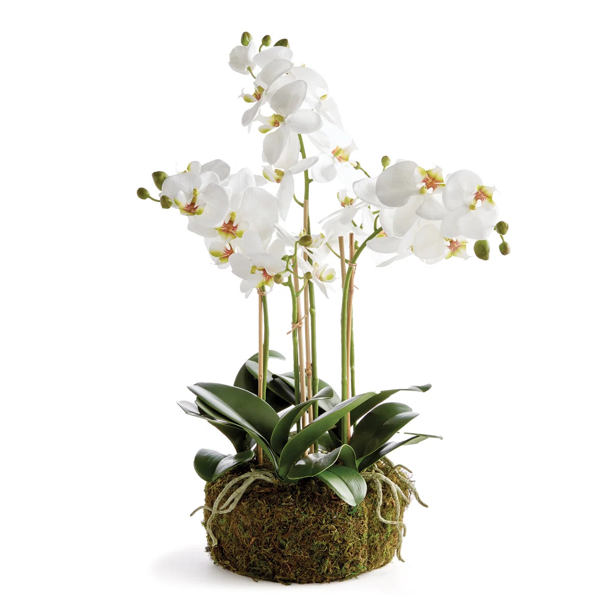 PHALAENOPSIS ORCHID BOWL  DROP-IN 20"