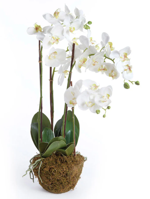 PHALAENOPSIS ORCHID DROP-IN 30"