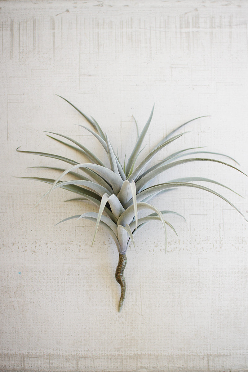 Giant Airplant