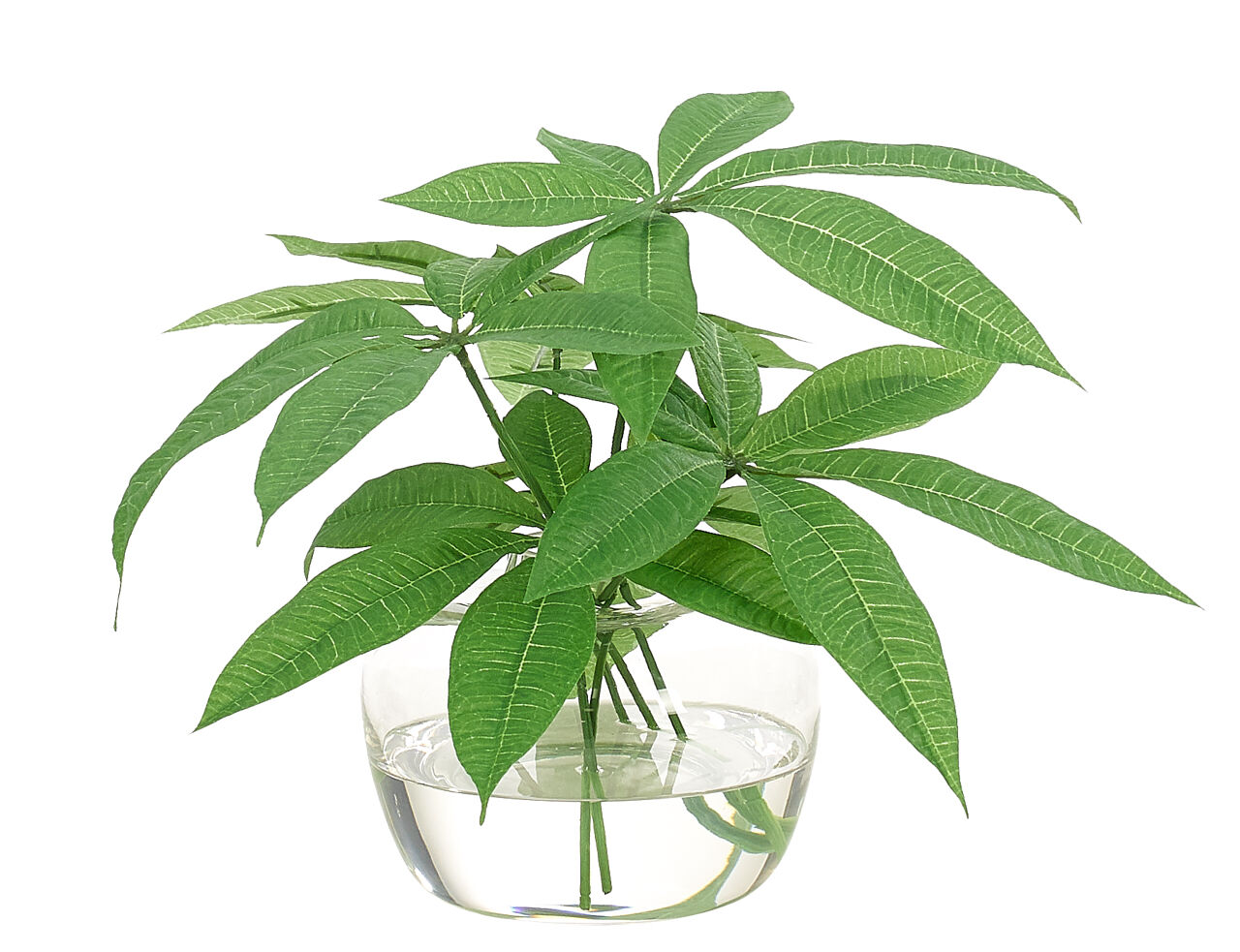 Pachira Plant-Watergarden 11″