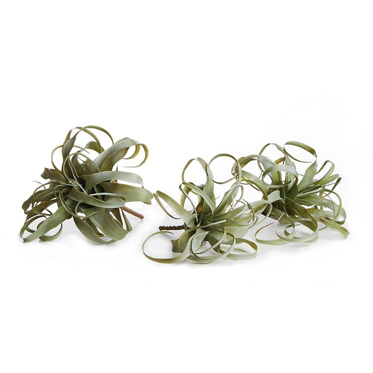 TILLANDSIA