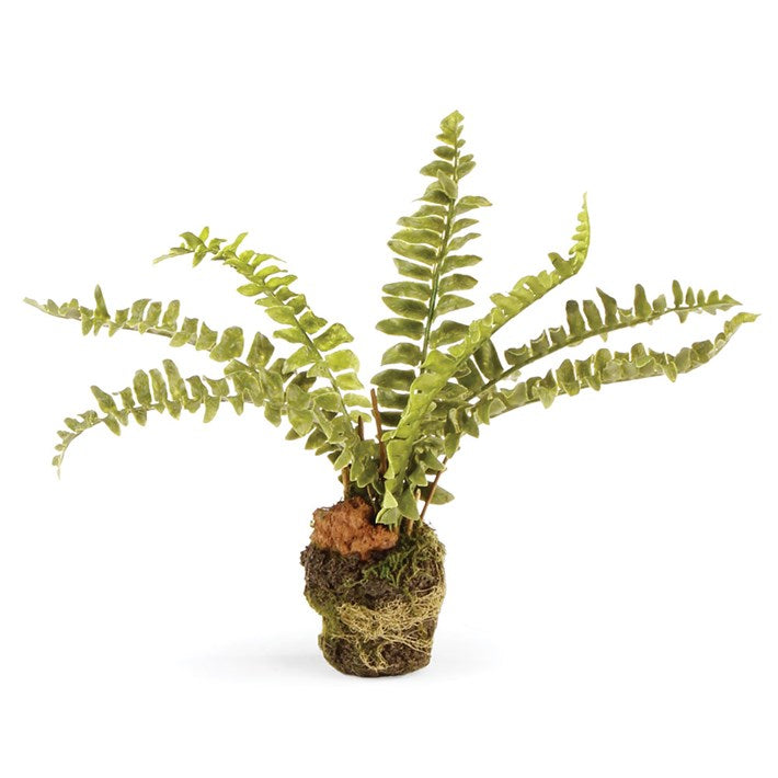 Boston Fern Drop-In 7.5"