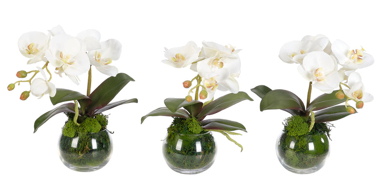 Orchid Phalaenopsis White Moss in Glass