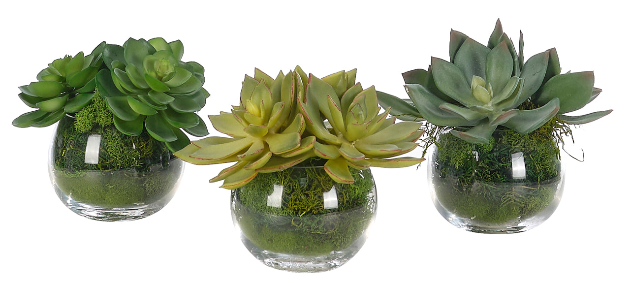 Succulent Green Moss Glass Vase