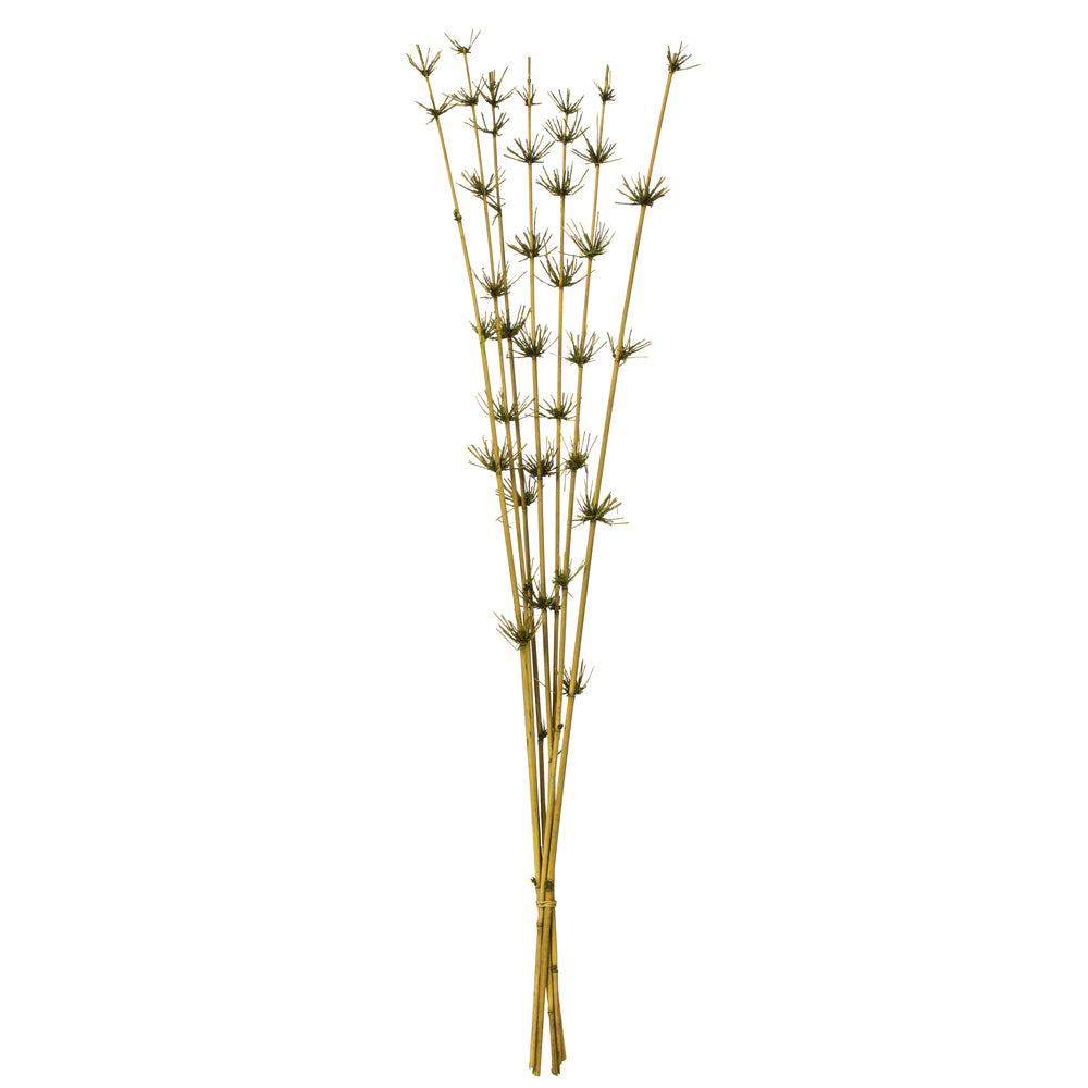 36-40" Basil Star Bamboo Reed Stem