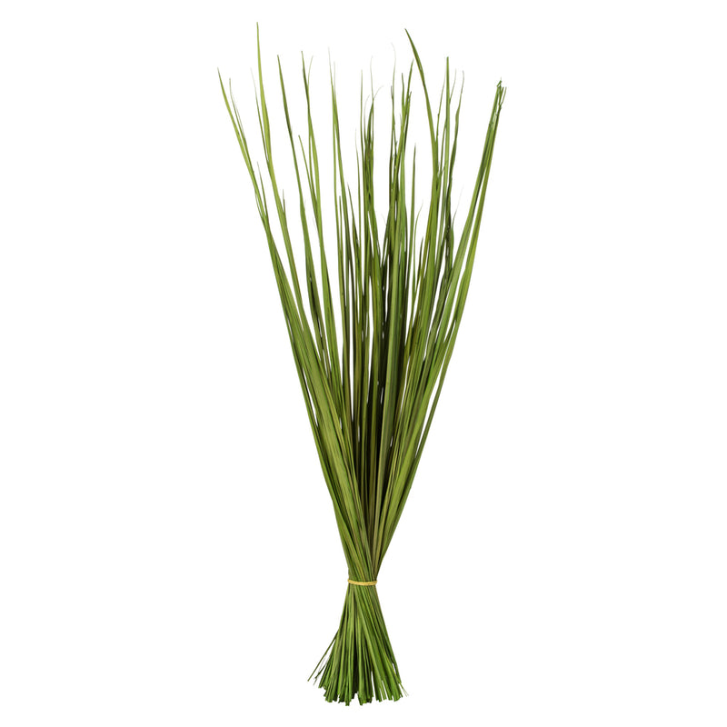 28-32" Basil Wild Flax Grass