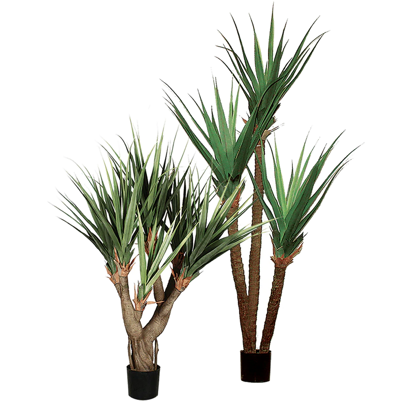 Pandanus Tree 8'