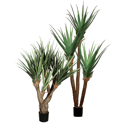 Pandanus Tree 8'