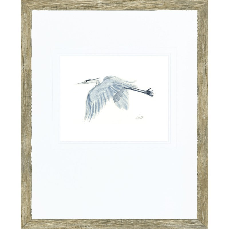 Grey Heron Study 2