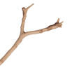 Sand Blasted Manzanita Tree Branch