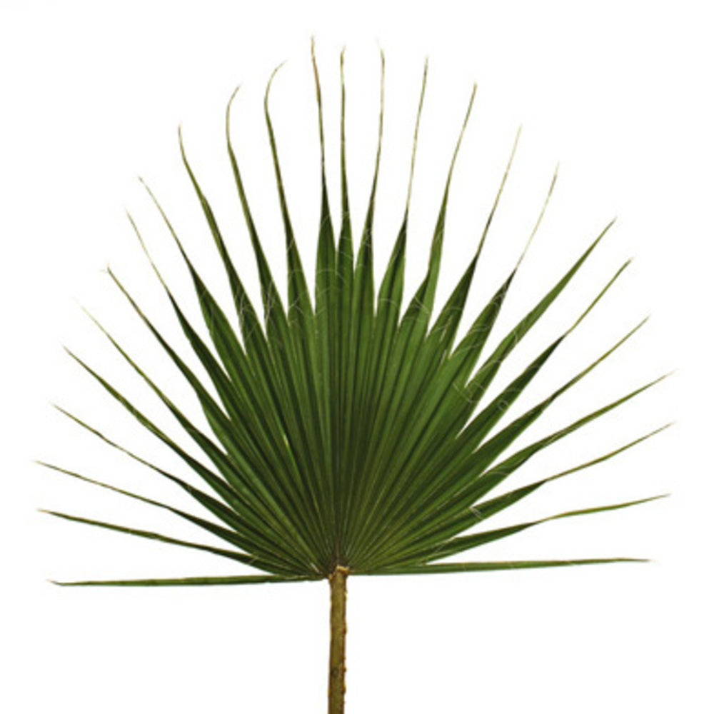 23-31" Green Washingtonia Palm Frond