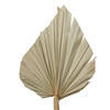 20" Palm Spear Natural