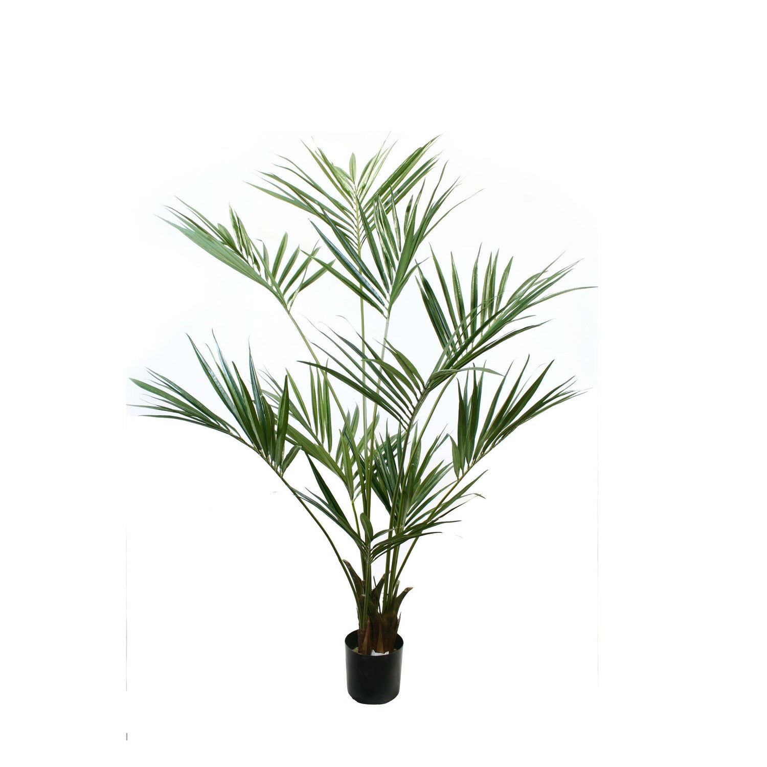 6' Dracaena Marginata tree