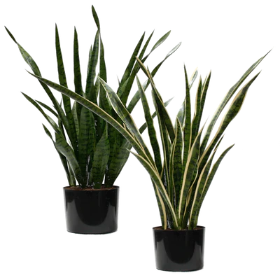 SANSEVIERIA GREEN 45"