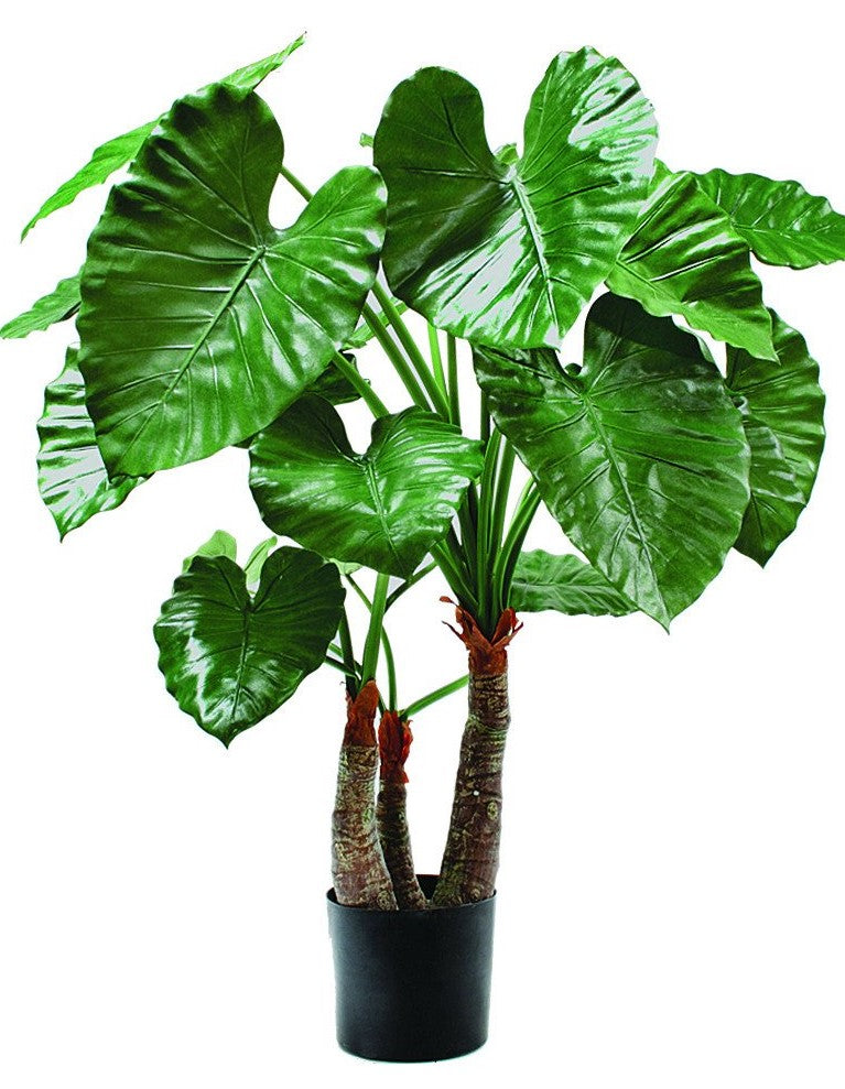 4' ELEPHANT'S EAR PLANT