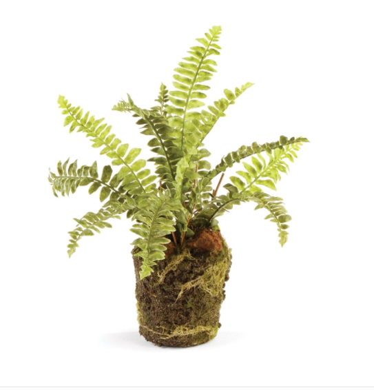 BOSTON FERN DROP-IN 9"