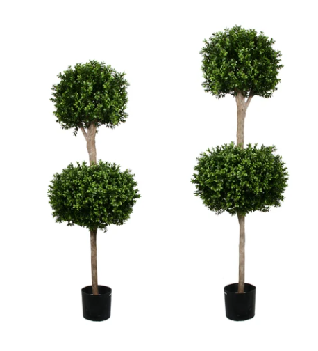 Boxwood Double Ball Tree