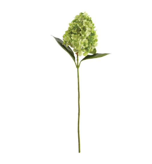 CONE HYDRANGEA STEM