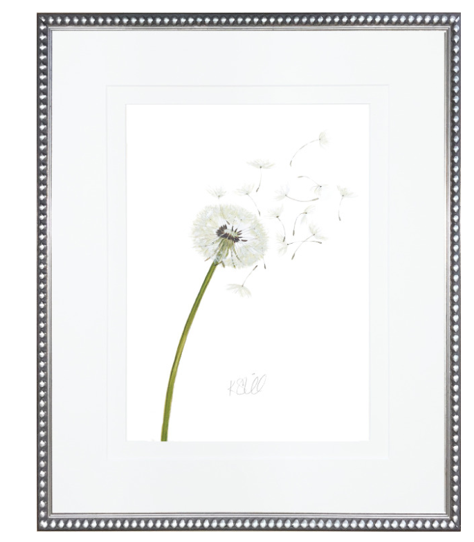 Dandelion 1