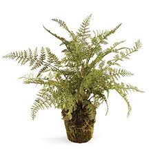 Boston Fern 16" Drop-In