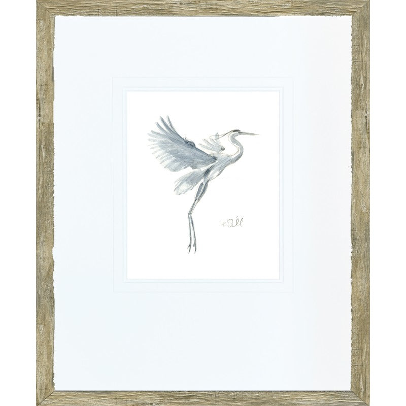 Grey Heron Study